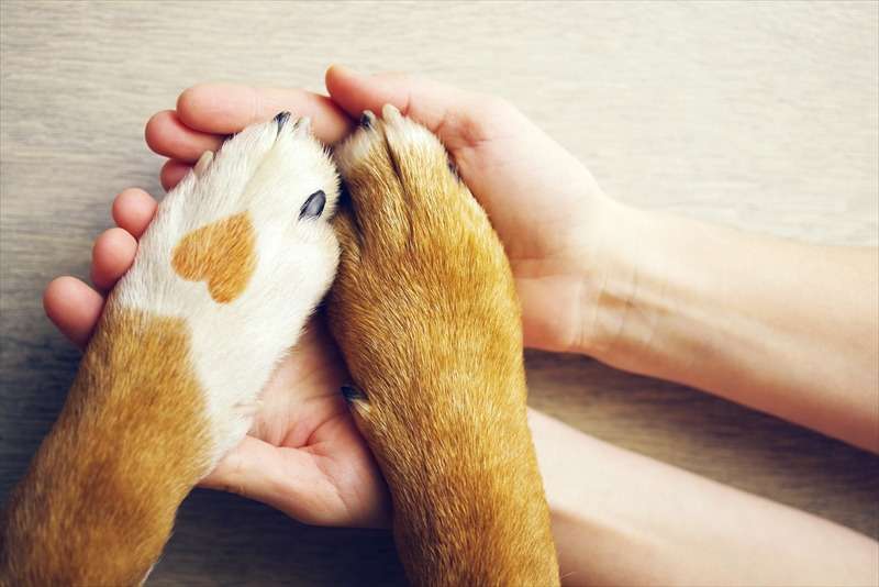 飼い主様のご意向に寄り添ったプランをご用意