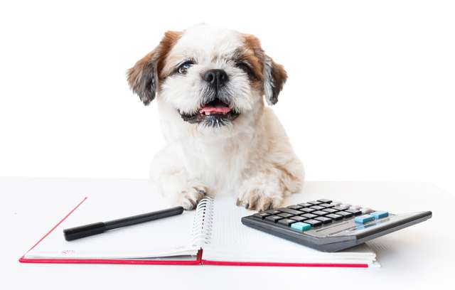 【2022年】小型犬の値段や毎月かかる費用を教えます！